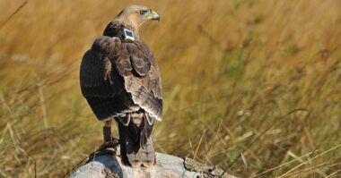 Les rapaces de nos garrigues