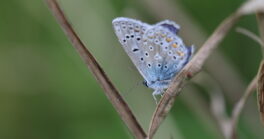 Les papillons de nos garrigues