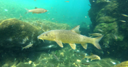 Poisson d'avril - spéciale famille