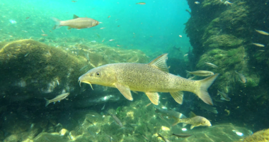 Poisson d'avril