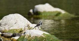 Les plumes du Gardon