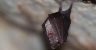 Des chauves-souris et des hommes