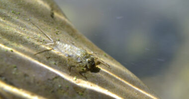 Le petit peuple de l'eau