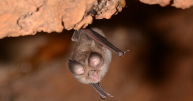 Des chauves-souris et des hommes