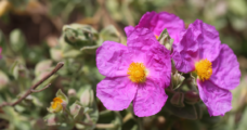 Les plantes dévoilent leurs couleurs