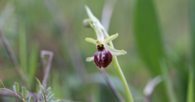 Orchidées, un label d'exception!