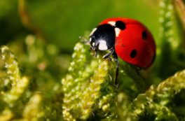 Appel à projet de l'Office Français de la biodiversité à destination des associations