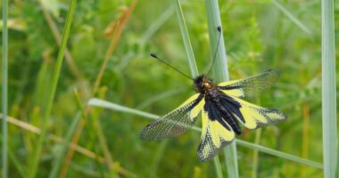 En quête d'insectes