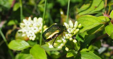 A la découverte des pollinisateurs