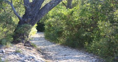 Voyage au pays des arbres