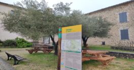 Découverte des rapaces de nos garrigues