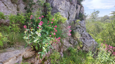 La garrigue dévoile ses couleurs