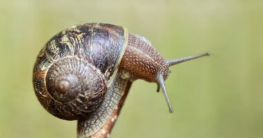 Opération escargot