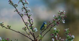 Les oiseaux des jardins - spéciale famille