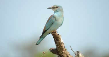 Les oiseaux de nos garrigues