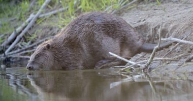 A la découverte du castor