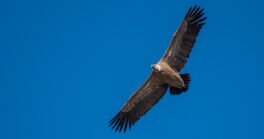 Les rapaces de nos garrigues