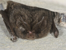 A la rencontre des chauves-souris !