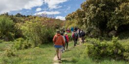 Découverte des plantes sauvages comestibles